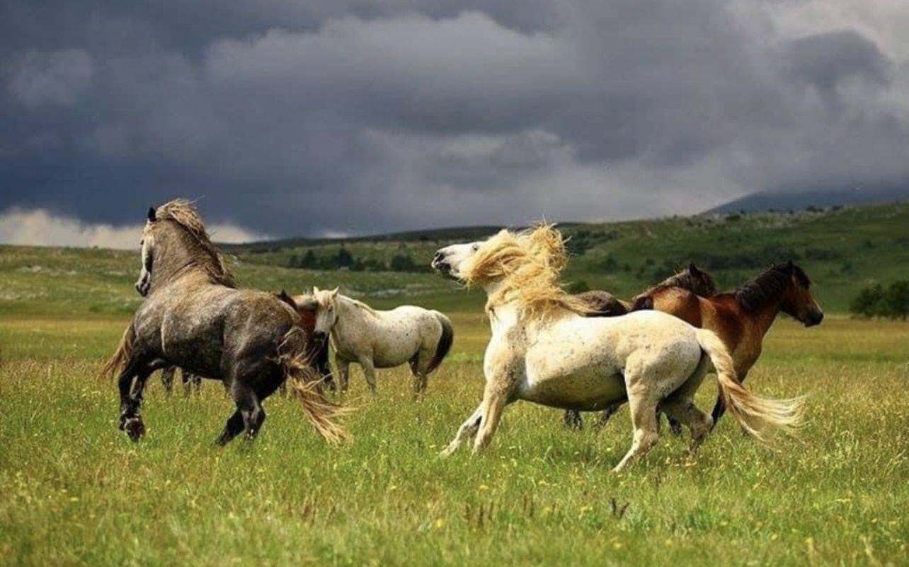 Dvodnevni izlet u Livno i planinu Cincar