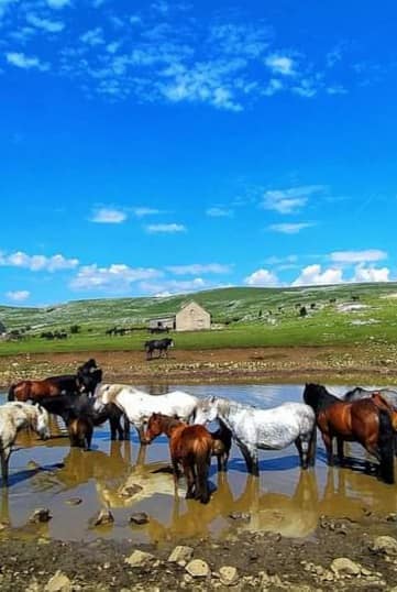 Livno and Wild Horses