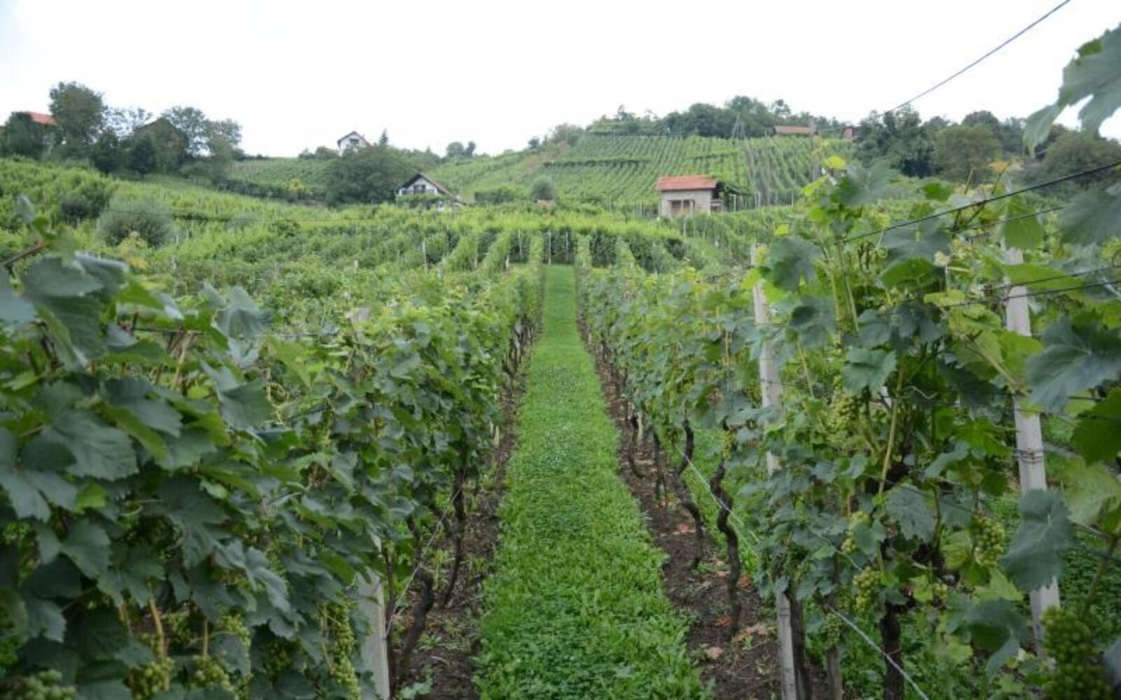 Sarajevo’s Culinary & Wine Experience