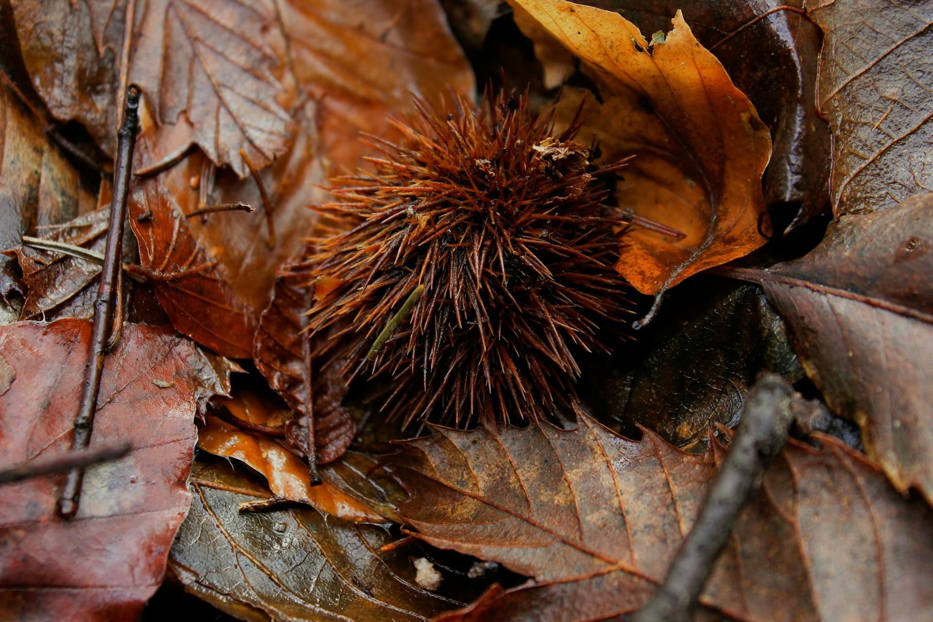 Hiking through the chestnut forest