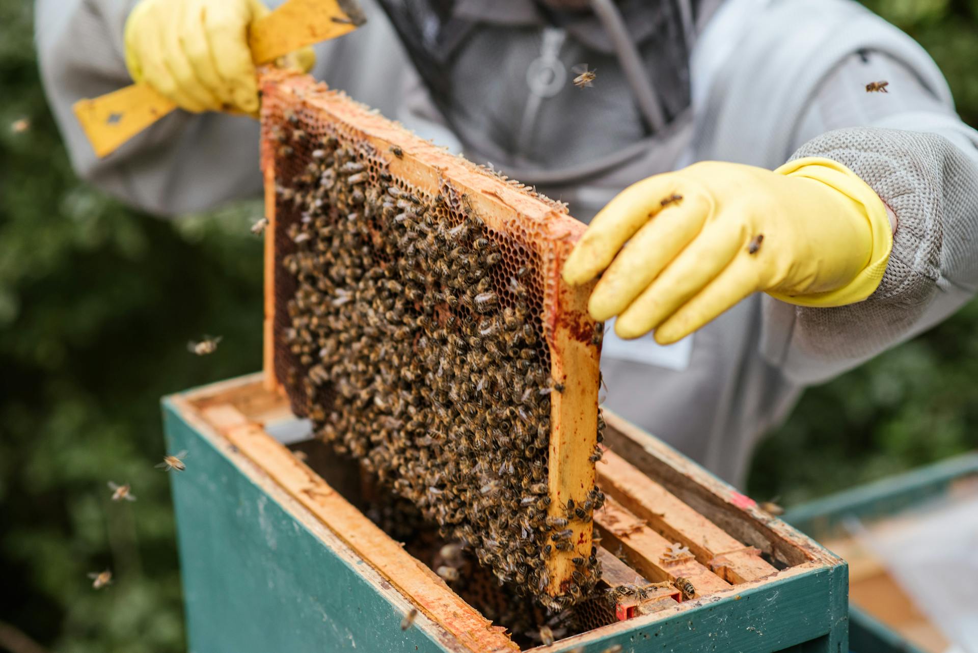 Visit to Bee farm